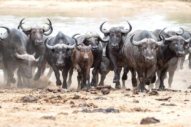 3 Days Ngorongoro & Serengeti Fly in Safari - Health and Accessibility