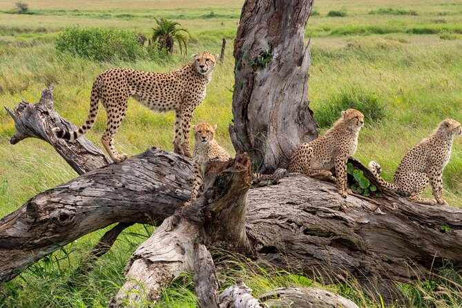 3 Days Ngorongoro & Serengeti Fly in Safari - Pricing and Cancellation