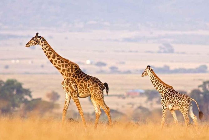 3 Days of Camping Bliss in Serengeti and Ngorongoro Crater - Exploring the Serengeti Plains
