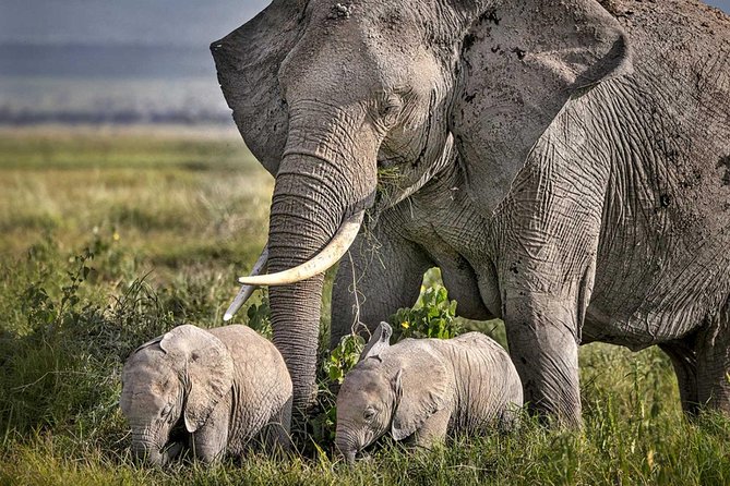 3 Days of Camping Bliss in Serengeti and Ngorongoro Crater - Discovering Ngorongoro Craters Wonders