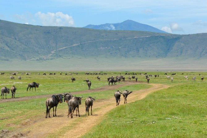 3 Days of Camping Bliss in Serengeti and Ngorongoro Crater - Frequently Asked Questions