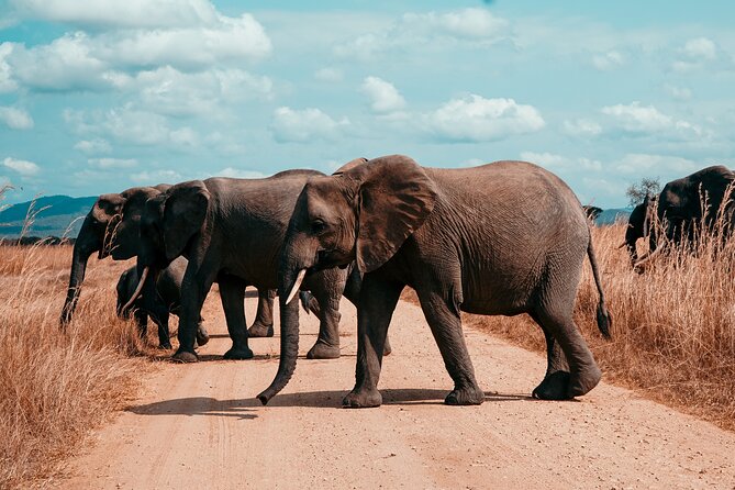 3 Days Private Mikumi National Park Wildlife Encounter Safari Tour - Safety and Accessibility