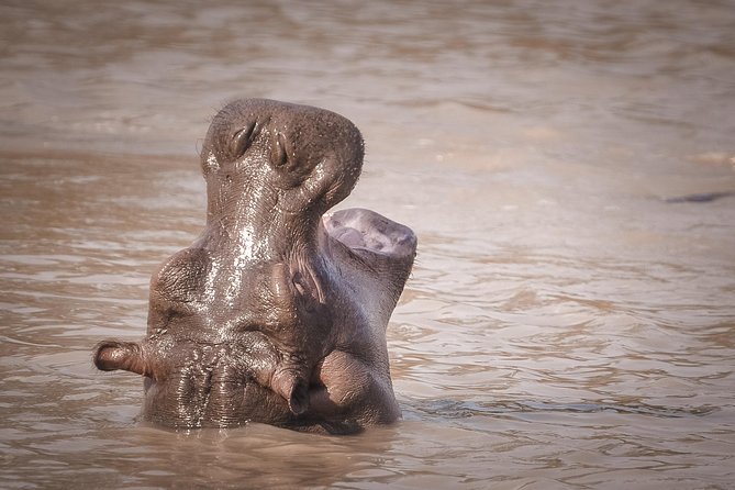 3 Days Safari - Mikumi National Park - Daily Safari Itinerary