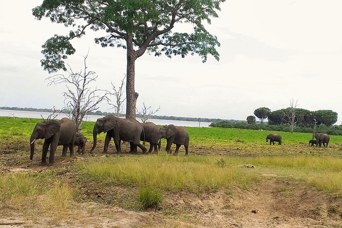 3 Days Safari to Nyerere National Park (Selous Game Reserve) - Good To Know