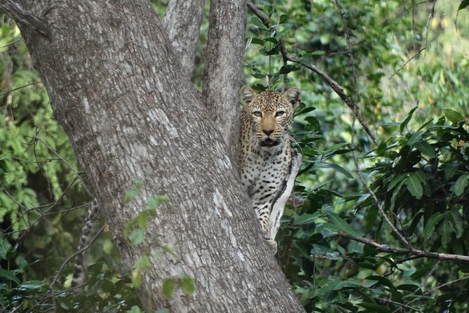 3 Days Safari to Nyerere National Park (Selous Game Reserve) - Accommodation Details