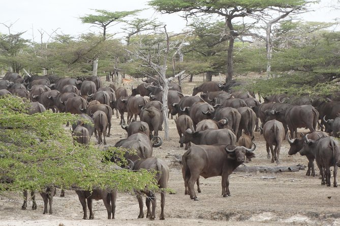 3 Days Safari to Nyerere National Park (Selous Game Reserve) - Inclusions and Exclusions