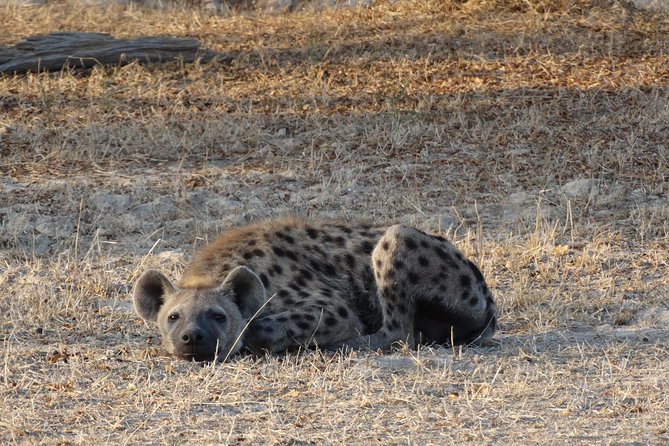 3 Days Safari to Nyerere National Park (Selous Game Reserve) - Pickup and Transportation