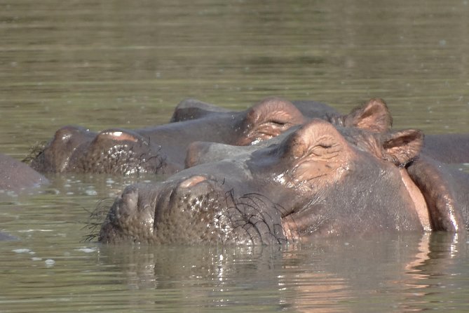 3 Days Safari to Nyerere National Park (Selous Game Reserve) - What to Expect