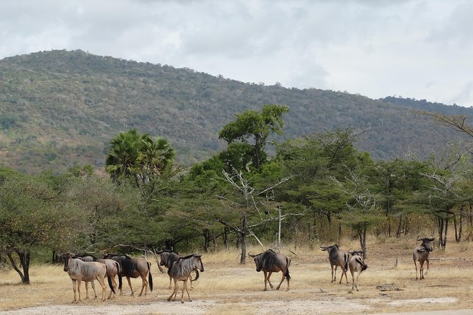 3 Days Safari to Nyerere National Park (Selous Game Reserve) - Dress Code and Recommendations