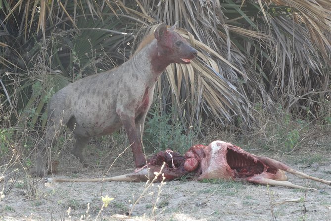 3 Days Safari to Nyerere National Park (Selous Game Reserve) - Traveler Reviews and Ratings