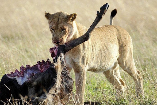 3 Days Safari to Selous Game Reserve - Traveler Reviews and Ratings