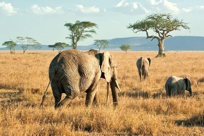 3 Days Safari to Serengeti National Park & Ngorongoro Crater in Tanzania - Pickup and Meeting Details