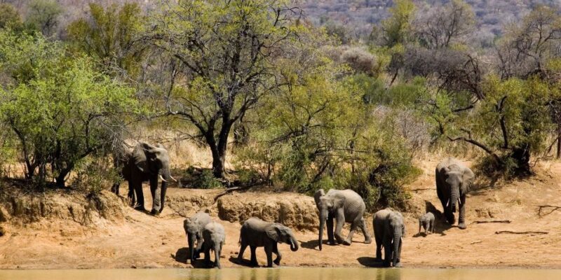 3 Days Shepard's Luxury Experience - Luxury Accommodation at Pilanesberg Game Lodge
