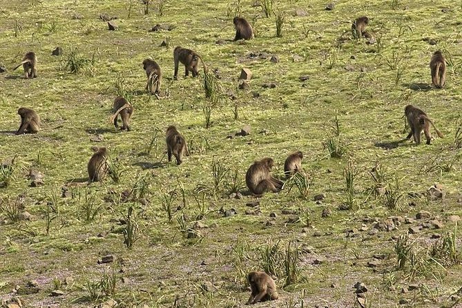 3 Days Simien Mountains Trekking - Frequently Asked Questions