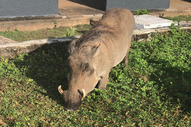 3 Days Sunrise Elephant Safari-Mole Park With -Round Trip Flight - Pricing and Availability