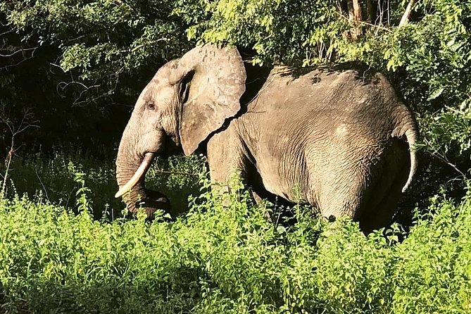 3 Days Sunrise Elephant Safari-Mole Park With -Round Trip Flight - Health and Accessibility