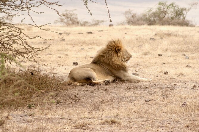 3 Days Tanzania Private Budget Safari to Serengeti & Ngorongoro - Good To Know