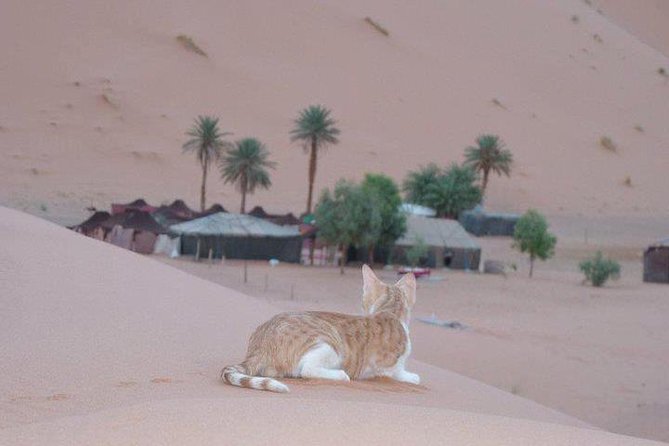 3 Days Tour From Agadir to Merzouga - Customer Reviews