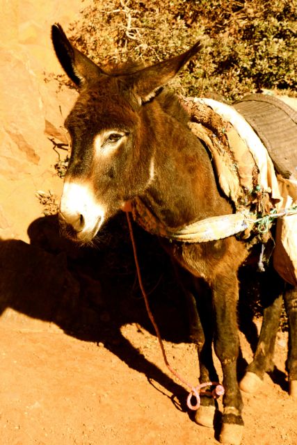 3 Days-Tour From Marrakech to Fes Luxury Camp - What to Bring and Know