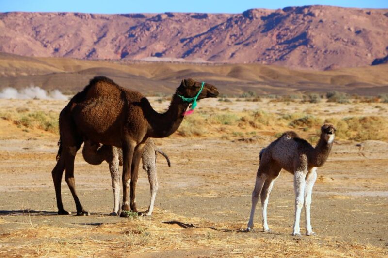 3 Days-Tour From Marrakech to Zagora Desert by 4x4 & Guide - Good To Know
