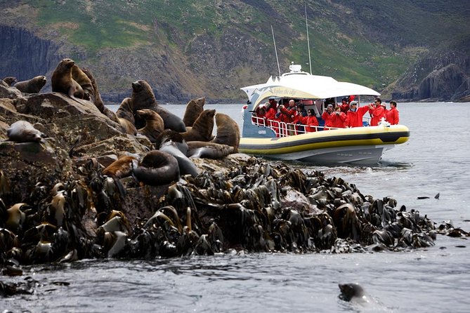 3-Hour Bruny Island Cruise From Adventure Bay, Bruny Island - Wildlife Encounter Highlights