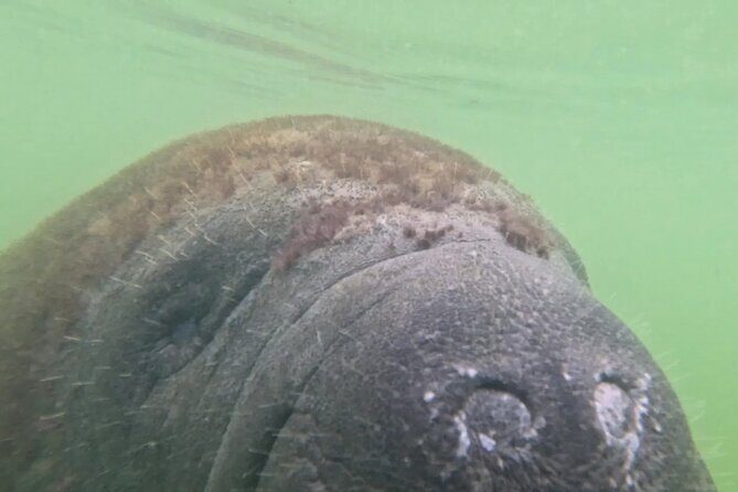 3-Hour Clear Kayak Beach Hopping Adventure in Sarasota - FAQ for the Sarasota Clear Kayak Experience  