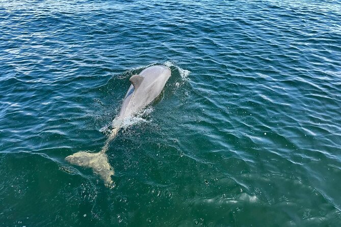 3 Hour Cruise, Snorkel, Swim/Float Sandbar - Tandem Tiki Option - Customer Feedback and Experiences
