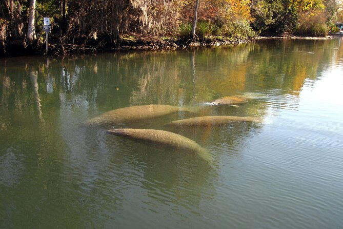 3 Hour Crystal River Wildlife Safari Boat Cruise - Traveler Experience and Reviews
