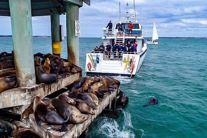 3-Hour Dolphin and Seal Sightseeing Cruise, operated with swim tour passengers - A Detailed Look at the Experience