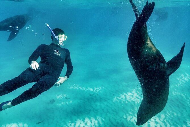 3 hour Dolphin and Seal Swim (NOV-APR) - The Experience: What You Might Expect