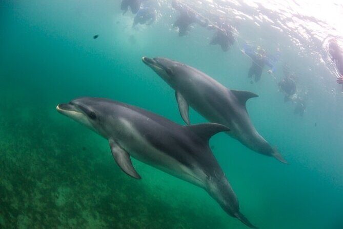 3 hour Dolphin and Seal Swim (NOV-APR) - What’s Included and What Matters