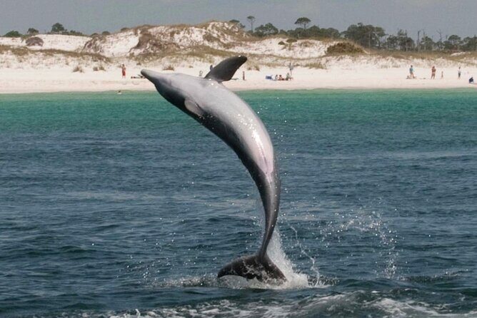 3 Hour Dolphin Tour - Frequently Asked Questions