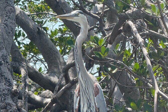 3 hour E.G. Simmons Park Mangrove Tunnel Tour - In-Depth Look at the Tour Experience