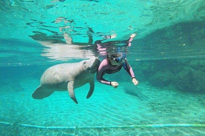 3 Hour Guided Manatee Snorkel - Frequently Asked Questions