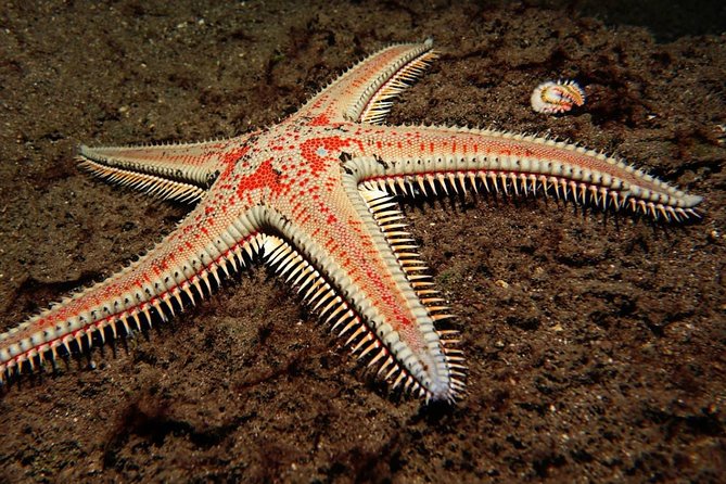 3-Hour Guided PADI Scuba Diving Experience in Tenerife - Diving Theory and Practice Sessions