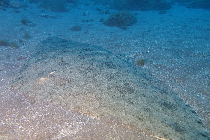 3-Hour Guided PADI Scuba Diving Experience in Tenerife - Safety Considerations and Requirements