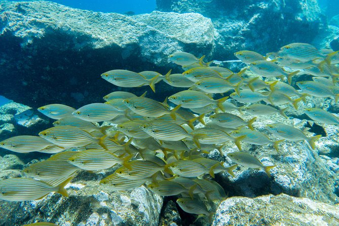 3-Hour Guided PADI Scuba Diving Experience in Tenerife - Meeting Point and Start Time