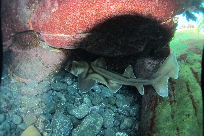 3-Hour Kayak and Snorkeling Experience in Batemans Bay - Introduction to the Tour  