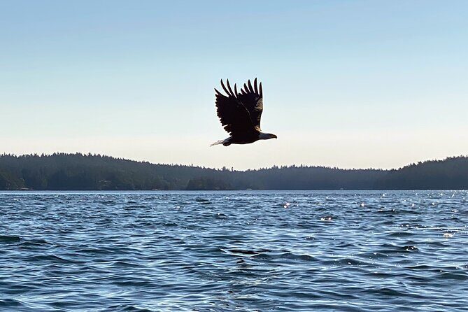 3 Hour Kayaking Tours from Friday Harbor - FAQs