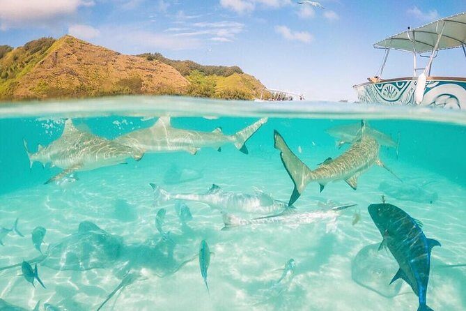 3-hour Lagoon Snorkeling Tour - Shared Tour - FAQs