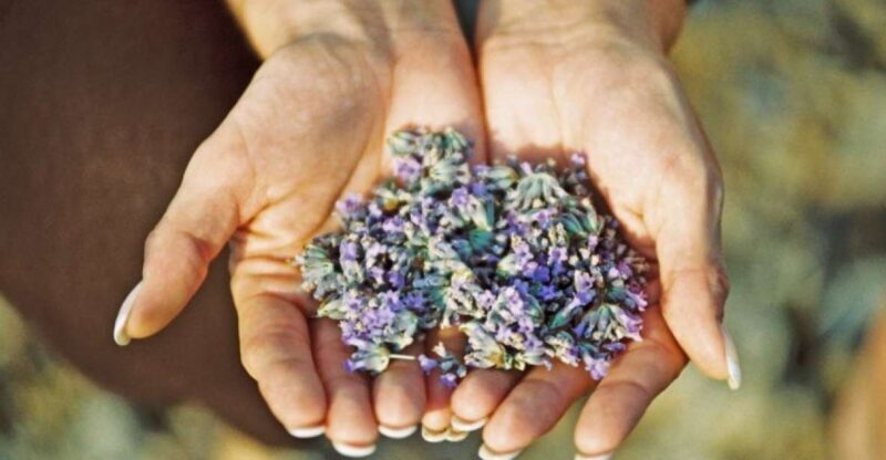 3-Hour Lavender Tour from Hvar - A Deep Dive into the Lavender Experience