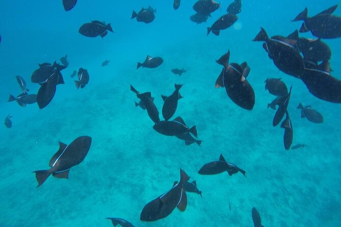 3-Hour Maalaea Luxury Snorkel Cruise Tour for up 6 Guests - Luxury Cruise Experience
