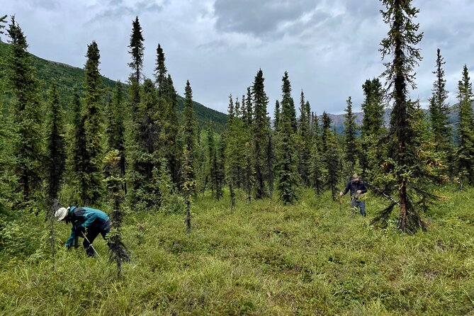 3 Hour Naturalist Walking Tour in Denali National Park - Highlights of the Experience