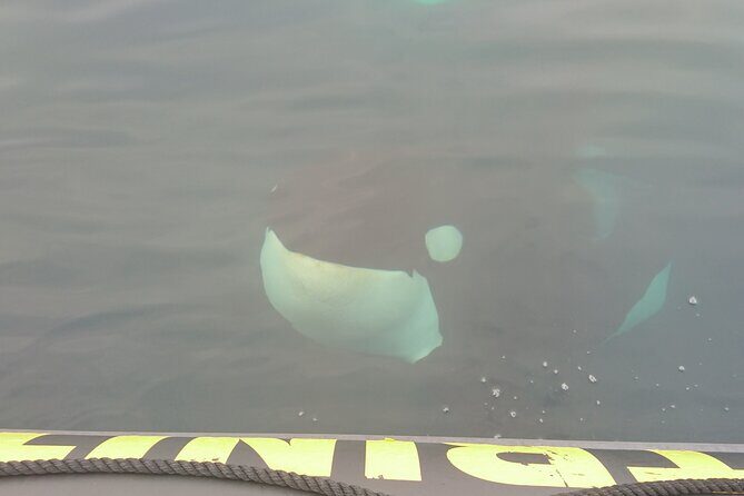 3 Hour Ocean Safari by Zodiac Boat -Whales & Icebergs seasonally - Final Thoughts