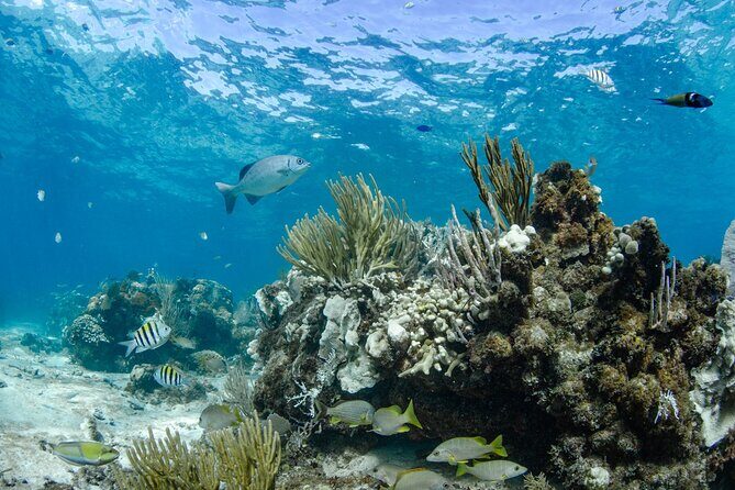 3 Hour Private Charter on Stingray City with Snorkeling - The Sum Up