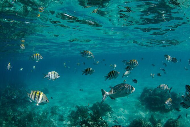 3 Hour Private Charter on Stingray City with Snorkeling - FAQ