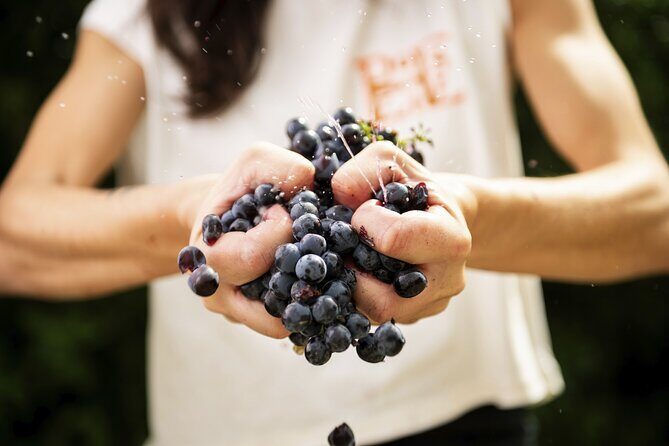 3-Hour Private Food and Wine Experience in Montalcino - Is This Tour Worth the Price?