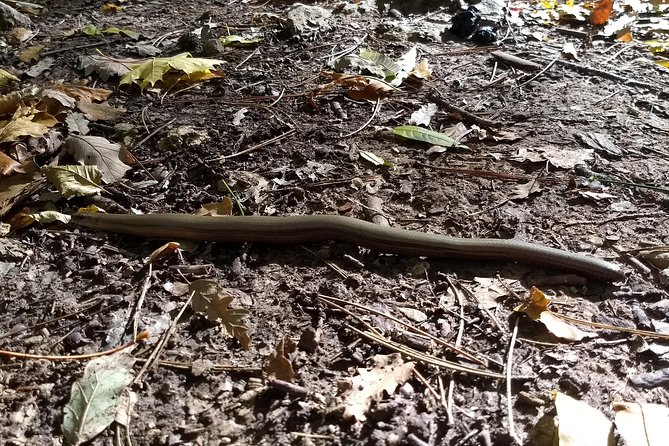 3-Hour Private Hiking Tour Over Parapluie Mountain With a View of Vienna - Spectacular Views at the Summit