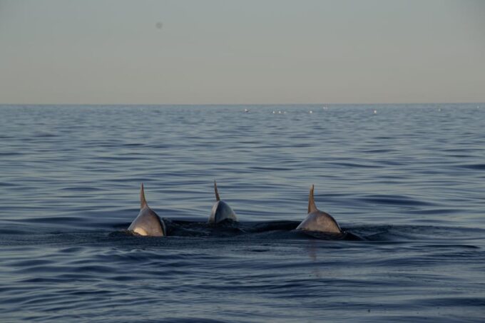 3 Hour Private Sunset Sailing Tour in Pula - Frequently Asked Questions