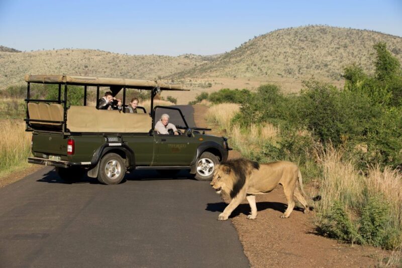 3-Hour Shared Game Drive in Pilanesberg National Park - An Authentic Safari Experience in Pilanesberg National Park